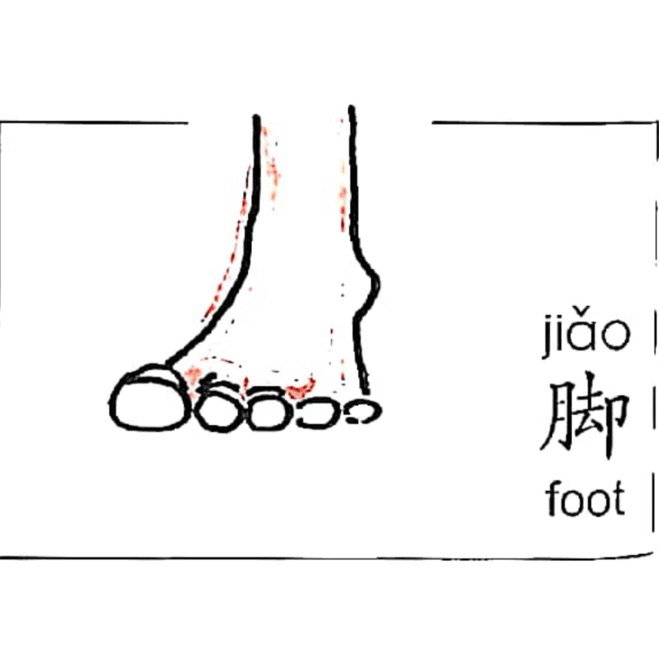 ezyChinese 脚(jiǎo)