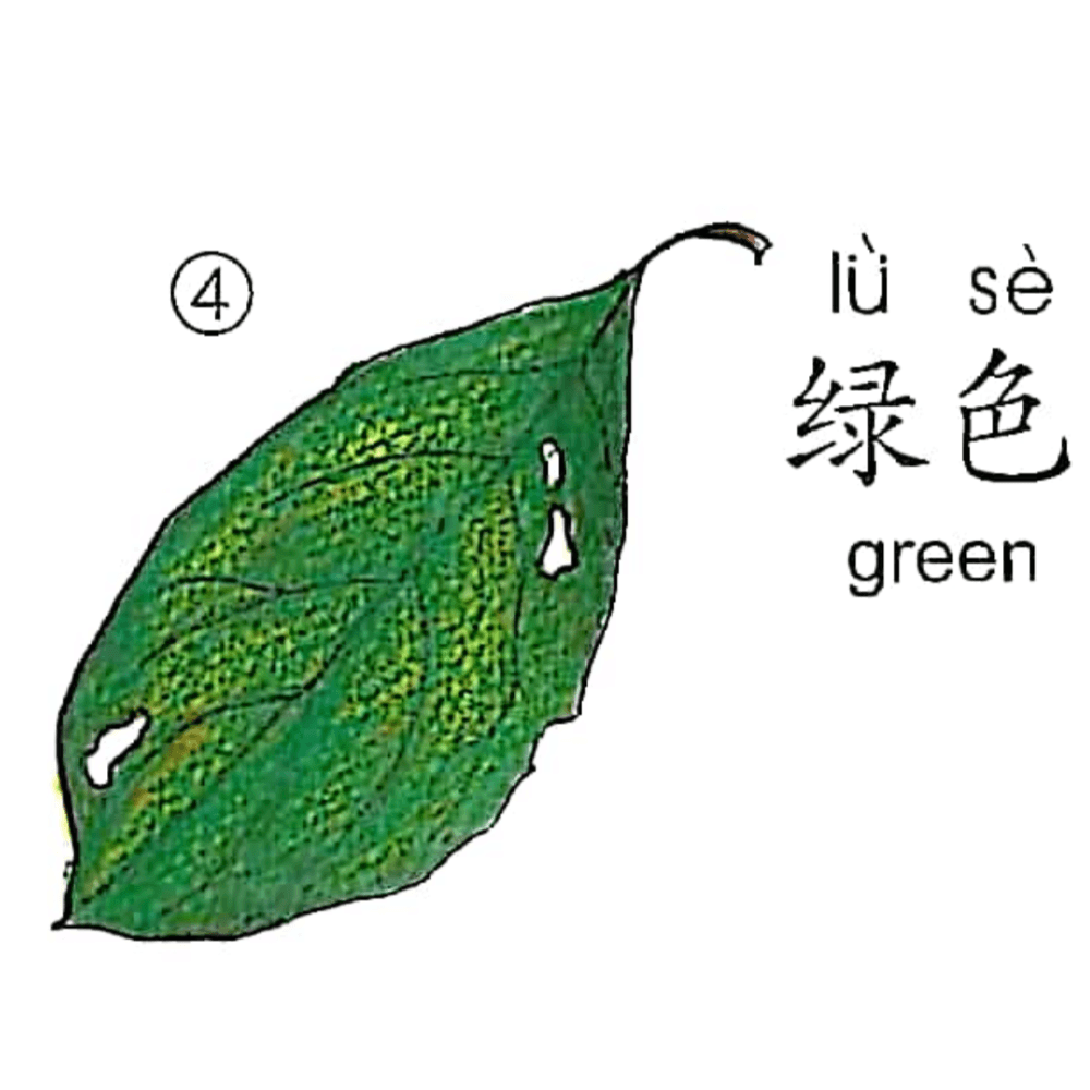 ezyChinese 绿色(lǜ sè)